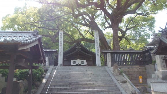 尾道寺院とクスノキ