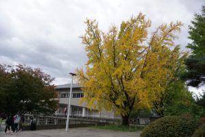広島サンダーズ