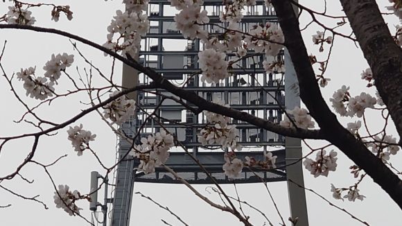 マツダスタジアム　サクラ