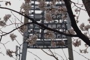 マツダスタジアム　サクラ
